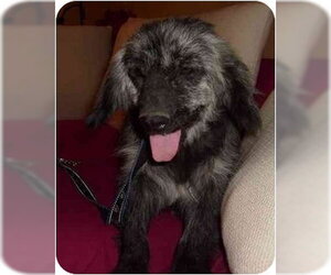 Tikina - Female Cocker Spaniel-Unknown Mix Dog for Adoption - Photo #3