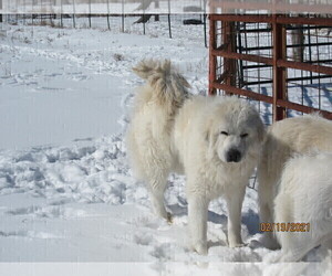 Father of the Great Pyrenees puppies born on 12/16/2020