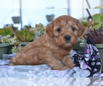 Puppy Rocky Poodle (Miniature)