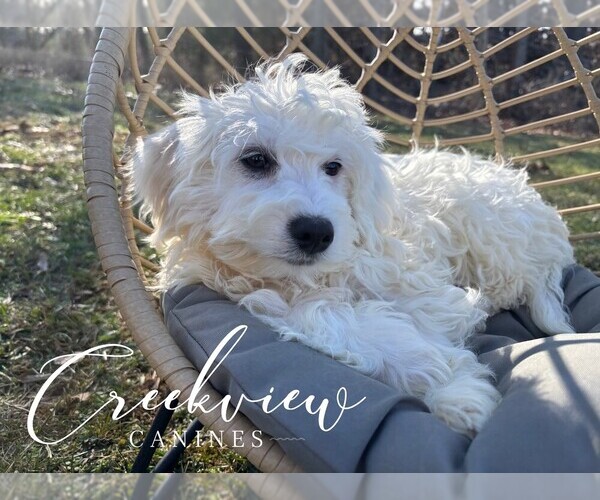 Medium Photo #4 Havachon Puppy For Sale in NIANGUA, MO, USA