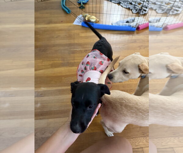 Medium Photo #7 Chihuahua-Retriever  Mix Puppy For Sale in Virginia Beach, VA, USA