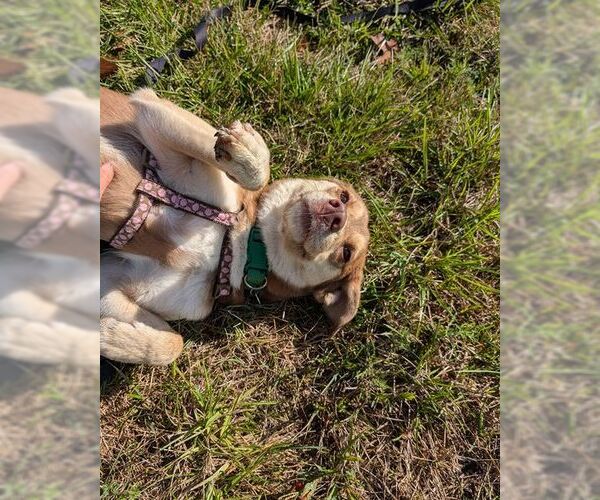 Medium Photo #5 Siberian Husky-Unknown Mix Puppy For Sale in Overland Park, KS, USA