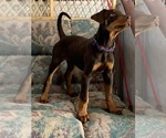 Small Photo #2 Doberman Pinscher Puppy For Sale in JOSHUA TREE, CA, USA