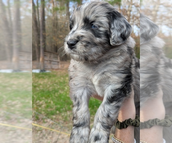 Medium Photo #3 Bernedoodle Puppy For Sale in MARSHALL, TX, USA