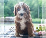 Small #3 Cavapoo (Miniature)