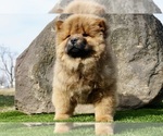 Small #3 Chow Chow