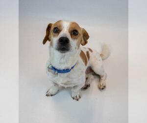 Amos - Male Jackshund Dog for Adoption - Photo #3