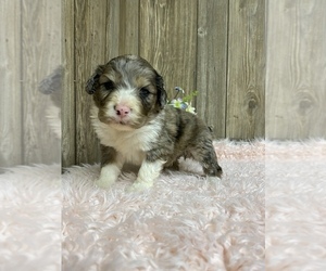 F2 Aussiedoodle Puppy for sale in MYRTLE, MO, USA