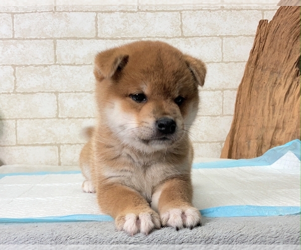 Medium Photo #5 Shiba Inu Puppy For Sale in LOS ANGELES, CA, USA
