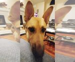Small German Shepherd Dog Mix