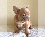 Small #6 French Bulldog