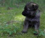 Small #10 German Shepherd Dog