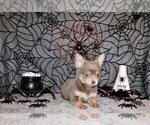 Small #1 Chihuahua