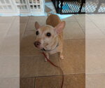 Small #3 Dachshund Mix