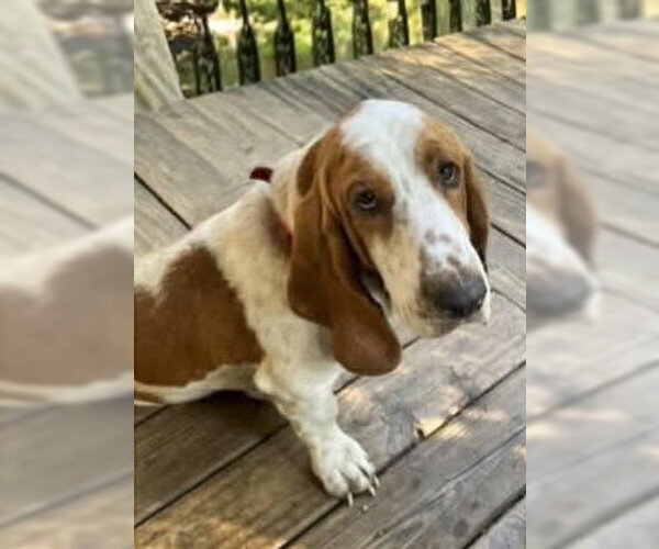 Medium Photo #3 Basset Hound Puppy For Sale in Deepwater, NJ, USA