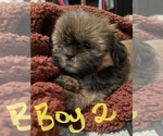 Small Photo #13 Shih Tzu Puppy For Sale in ORLANDO, FL, USA