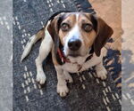 Small #13 Beagle