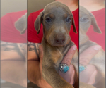 Small #11 Doberman Pinscher