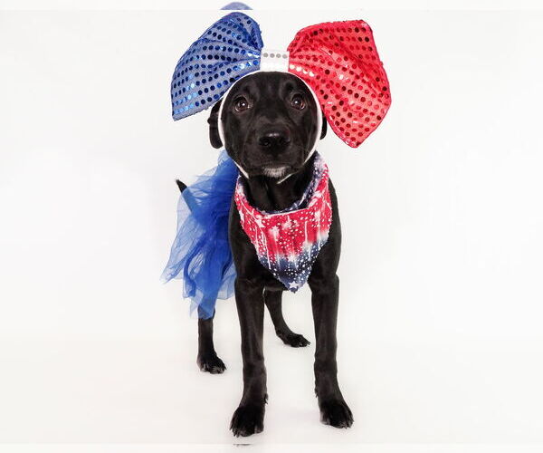 Medium Photo #12 American Staffordshire Terrier-German Shepherd Dog Mix Puppy For Sale in phoenix, AZ, USA