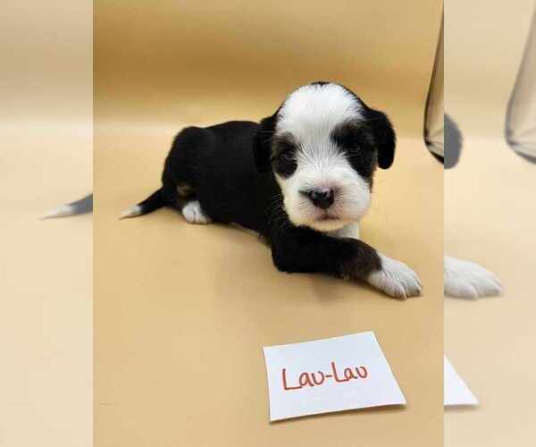 Medium Photo #6 Tibetan Terrier Puppy For Sale in DORENA, OR, USA
