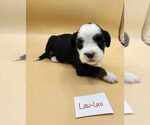 Small Photo #6 Tibetan Terrier Puppy For Sale in DORENA, OR, USA