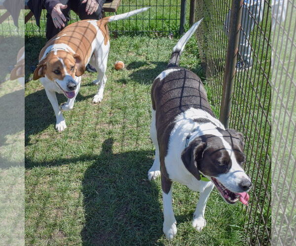 Medium Photo #7 Labbe Puppy For Sale in Huntley, IL, USA