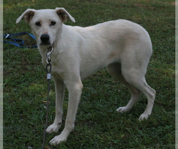 Medium Photo #3 Labrador Retriever-Whippet Mix Puppy For Sale in Attalka, AL, USA