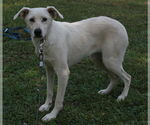 Small #2 Labrador Retriever-Whippet Mix