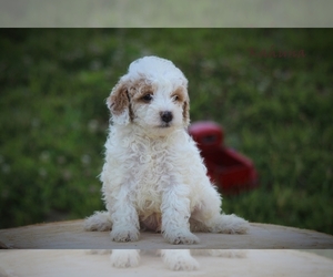 Poodle (Miniature) Puppy for sale in BLUFORD, IL, USA