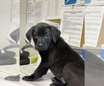 Small Labrador Retriever