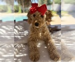 Goldendoodle - Female Goldendoodle (Miniature) Puppy for Sale - Photo #5