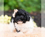 Small #5 Goldendoodle (Miniature)