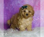 Small #1 Maltipoo (Toy)