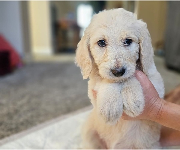Medium Photo #36 Goldendoodle Puppy For Sale in KATY, TX, USA
