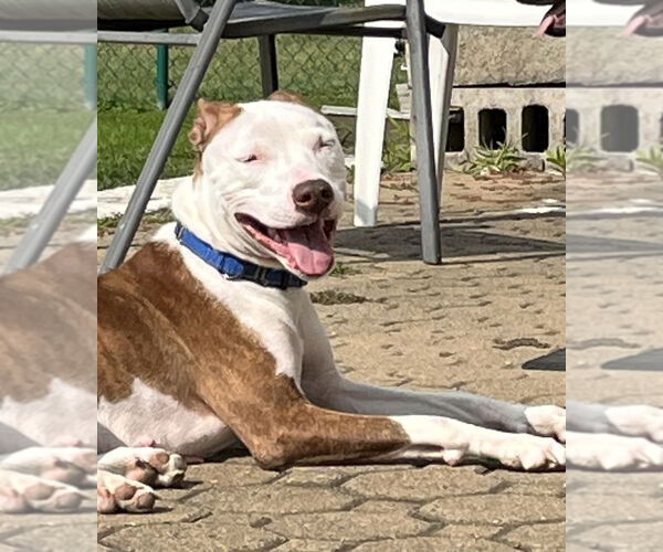 Medium Photo #5 Mutt Puppy For Sale in Springdale, PA, USA