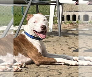 Lainey - Female Mutt Dog for Adoption - Photo #5