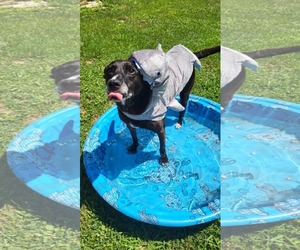 Mutt Dogs for adoption in Germantown, OH, USA