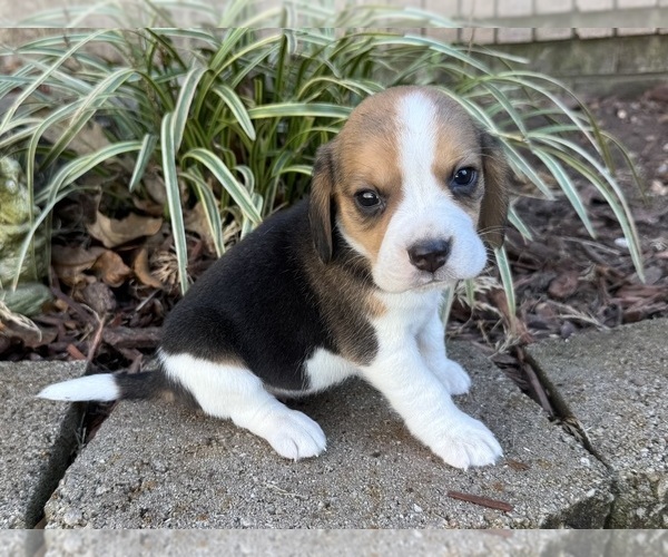 Medium Photo #1 Beagle Puppy For Sale in FORDLAND, MO, USA