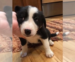 Border Collie Puppy for sale in REINBECK, IA, USA