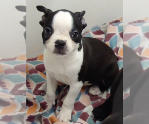 Boston Terrier Puppy for sale in CRKD RVR RNCH, OR, USA