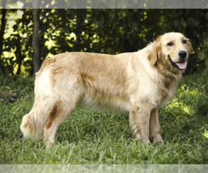 Mother of the Golden Retriever puppies born on 02/11/2024