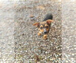 Small #2 Mutt