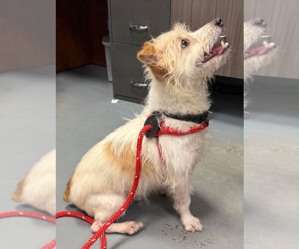 Medium Photo #2 Jack Russell Terrier-Unknown Mix Puppy For Sale in South Bend, IN, USA