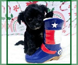 YorkiePoo Puppy for sale in TAYLOR, TX, USA