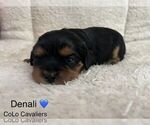 Puppy Denali Cavalier King Charles Spaniel