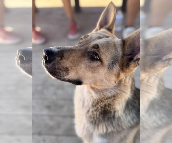 Medium Photo #1 German Shepherd Dog-Unknown Mix Puppy For Sale in Incline Village, NV, USA