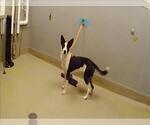 Small Border Collie Mix