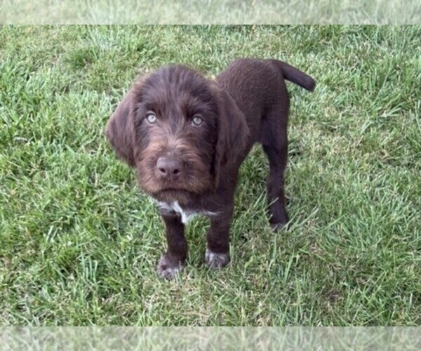 Medium Photo #1 German Wirehaired Pointer Puppy For Sale in ALBANY, OR, USA