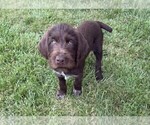 Puppy Cream Puppy German Wirehaired Pointer