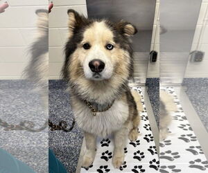 Alaskan Malamute Dogs for adoption in Jackson , NJ, USA